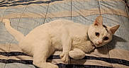 Akira is registered to the contest to win money with this photo: animal, bed, cat, collar, curious, cute, domestic_cat, ears, feline, fur, indoor, looking, paw, pet, quilt, relaxed, resting, striped, whiskers, white_cat
