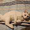 animal, bed, cat, collar, curious, cute, domestic_cat, ears, feline, fur, indoor, looking, paw, pet, quilt, relaxed, resting, striped, whiskers, white_cat