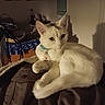 Akira joined the competition — help win amazing prizes! animal, blue_collar, cat, collar, cozy, dim_light, ears, eyes, feline, fur, household, indoor, jacket, pet, relaxed, resting, shadow, tag, whiskers, white_cat