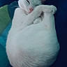 cat, white_cat, sleeping, curled_up, cozy, pet, animal, fur, whiskers, ears, blanket, resting, cute, domestic_cat, feline, indoor, relaxed, soft, quiet, peaceful
