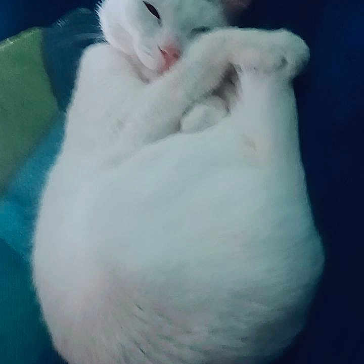 Akira
