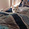 Akira joined the competition — help win amazing prizes! animal, bedroom, blanket, carpet, cat, cat_tree, cozy, curious, curtains, domestic, furniture, home, indoor, peeking, pet, quiet, resting, soft_light, striped_blanket, white_cat