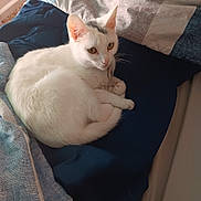 Akira is registered to the contest to win money with this photo: animal, bed, blanket, cat, comfort, cozy, cute, domestic_animal, ears, feline, fur, indoor, pet, relaxing, resting, sleeping_position, tail, whiskers, white_cat, yellow_eyes