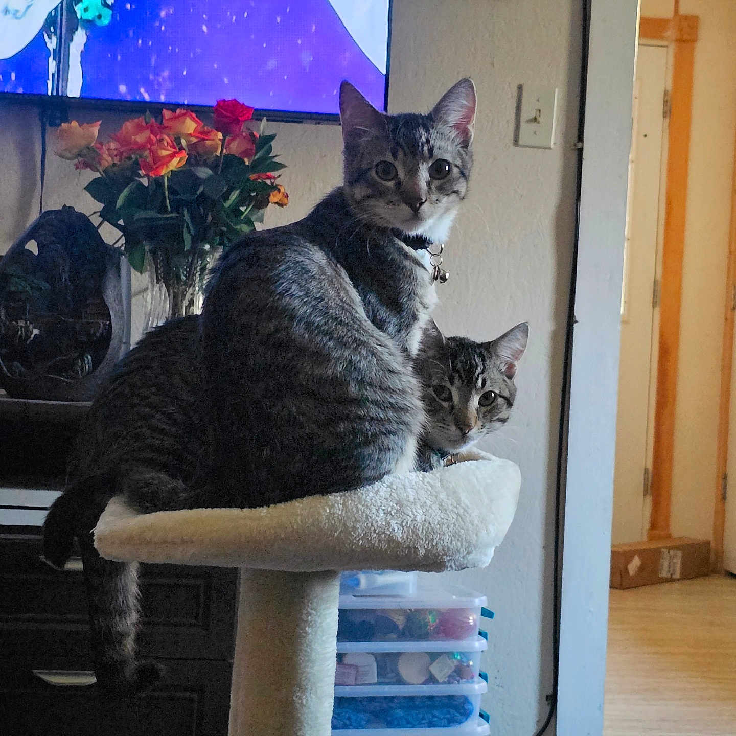 Twix And Snickers joined the competition — help win amazing prizes! bell, cat, cat_tree, collar, cozy, curious, doorway, flowers, furniture, hardwood_floor, indoor, living_room, pet, plastic_drawers, portrait, stacked, tabby_cat, television, two_cats, vase