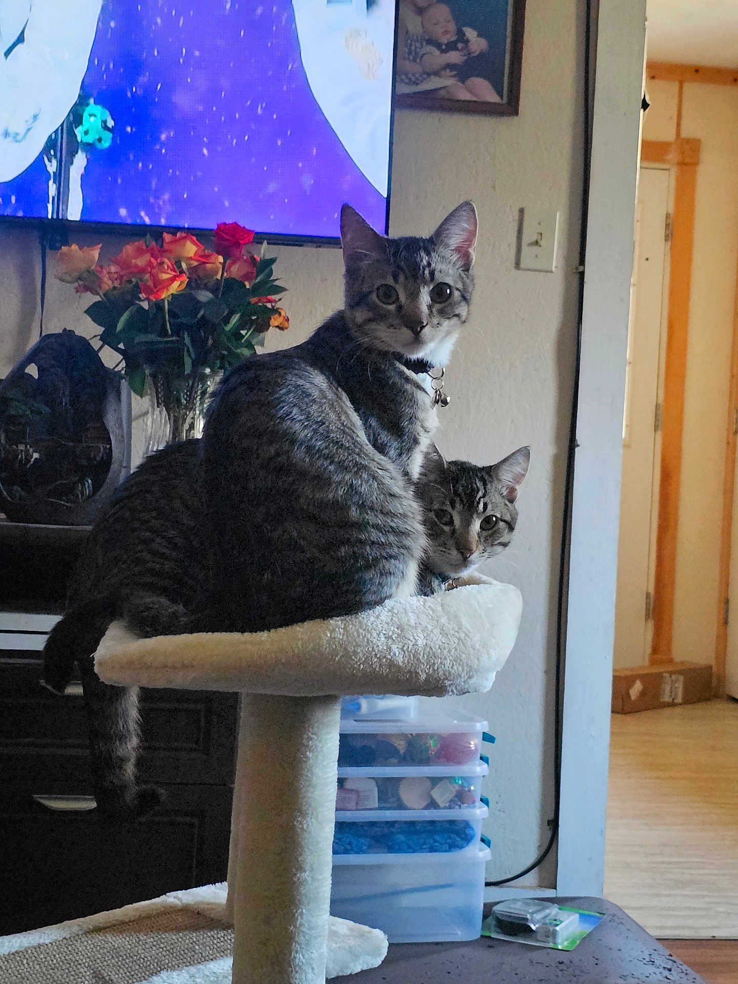 Twix And Snickers joined the competition — help win amazing prizes! bell, cat, cat_tree, collar, cozy, curious, doorway, flowers, furniture, hardwood_floor, indoor, living_room, pet, plastic_drawers, portrait, stacked, tabby_cat, television, two_cats, vase