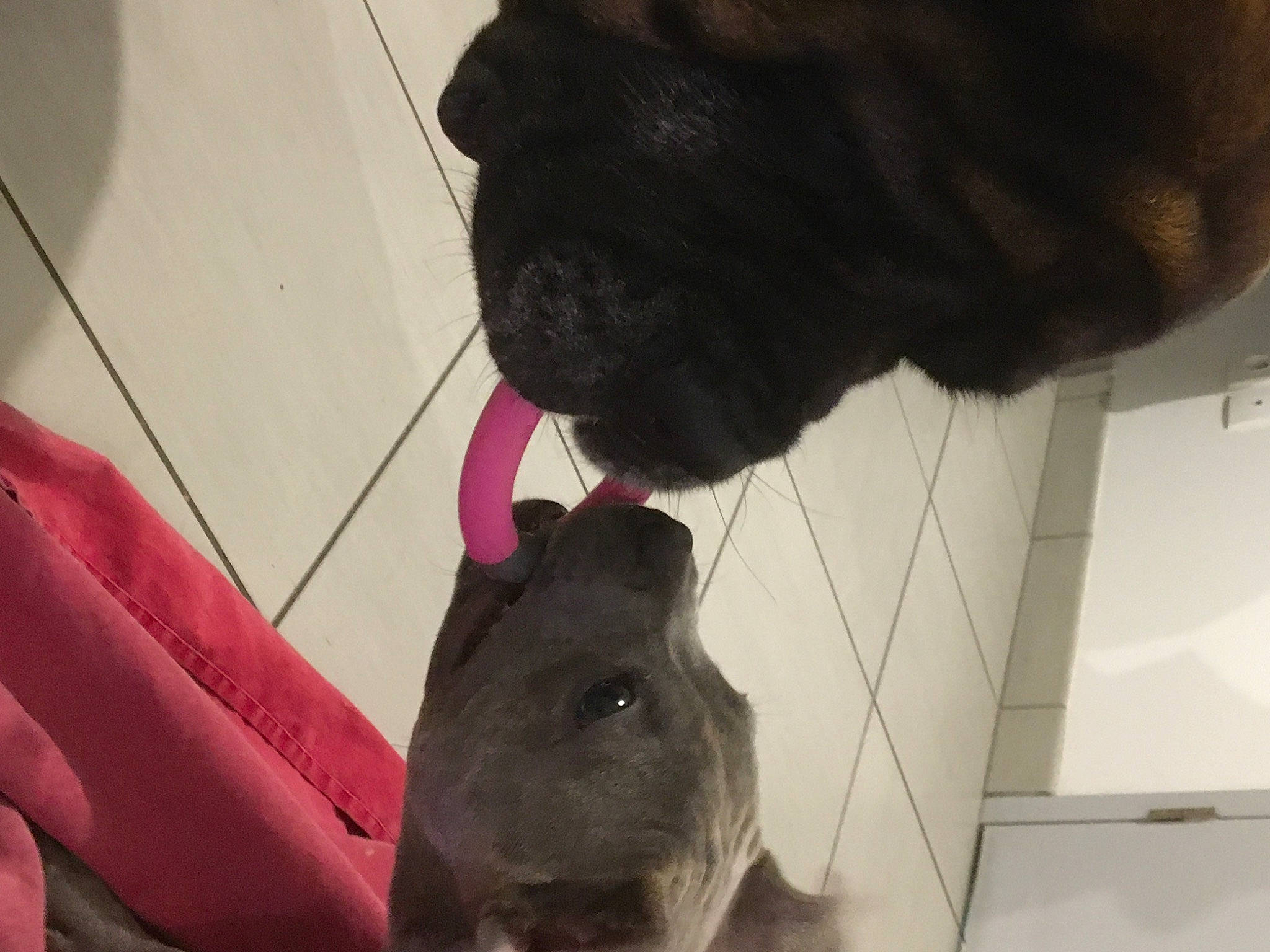 Paco a rejoint le concours — aidez-le/la à gagner de superbes lots ! canidae, carnivore, collar, companion_dog, dog, dog_breed, fawn, flooring, fur, liver, magenta, muroidea, pet_supply, rodent, snout, sporting_group, terrestrial_animal, toy, whiskers, working_animal