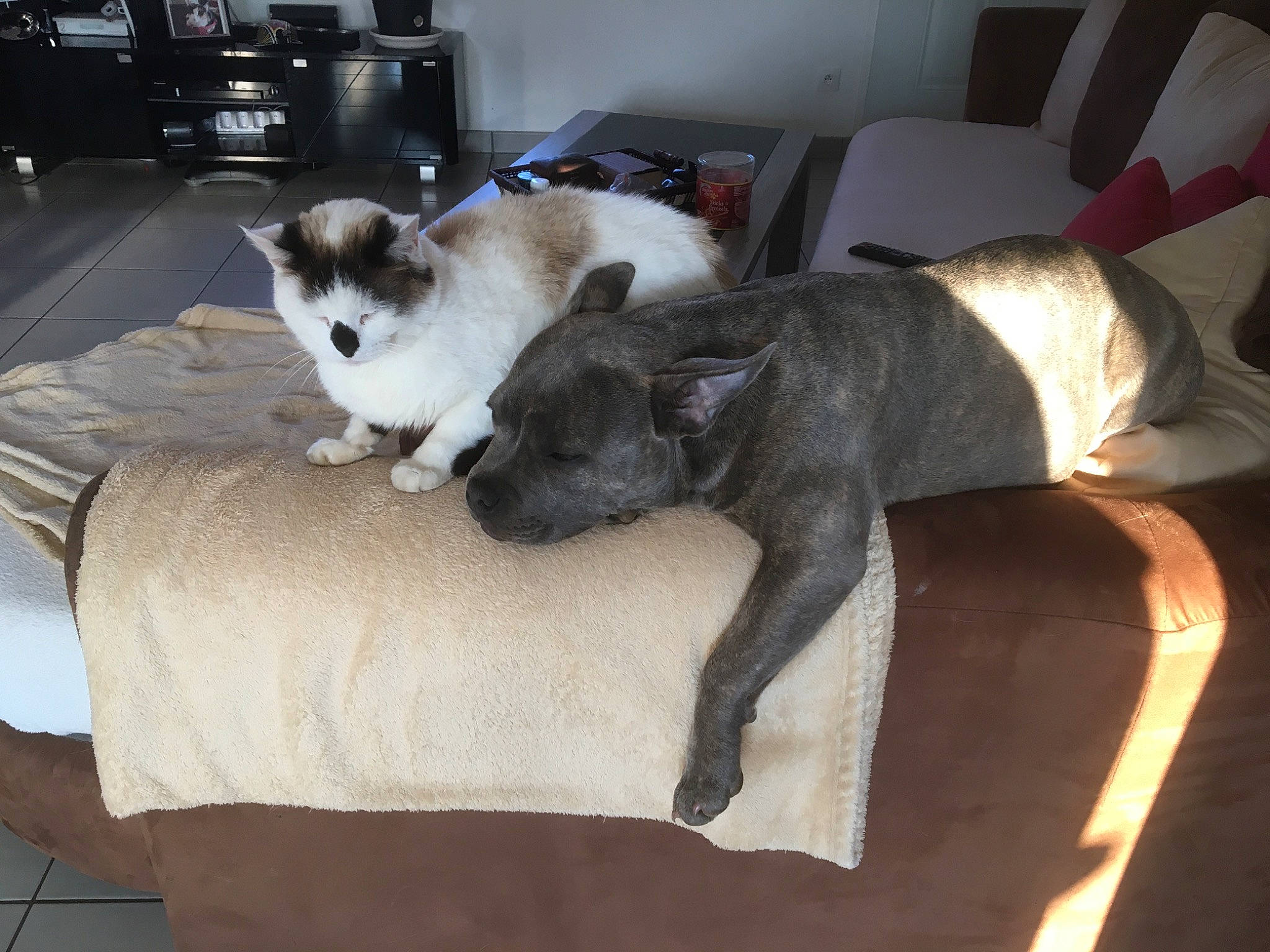 Paco a rejoint le concours — aidez-le/la à gagner de superbes lots ! balinese, carnivore, cat, comfort, companion_dog, couch, dog_breed, fawn, felidae, flooring, fur, hardwood, living_room, siamese, small_to_medium_sized_cats, snout, tail, thai, whiskers, wood