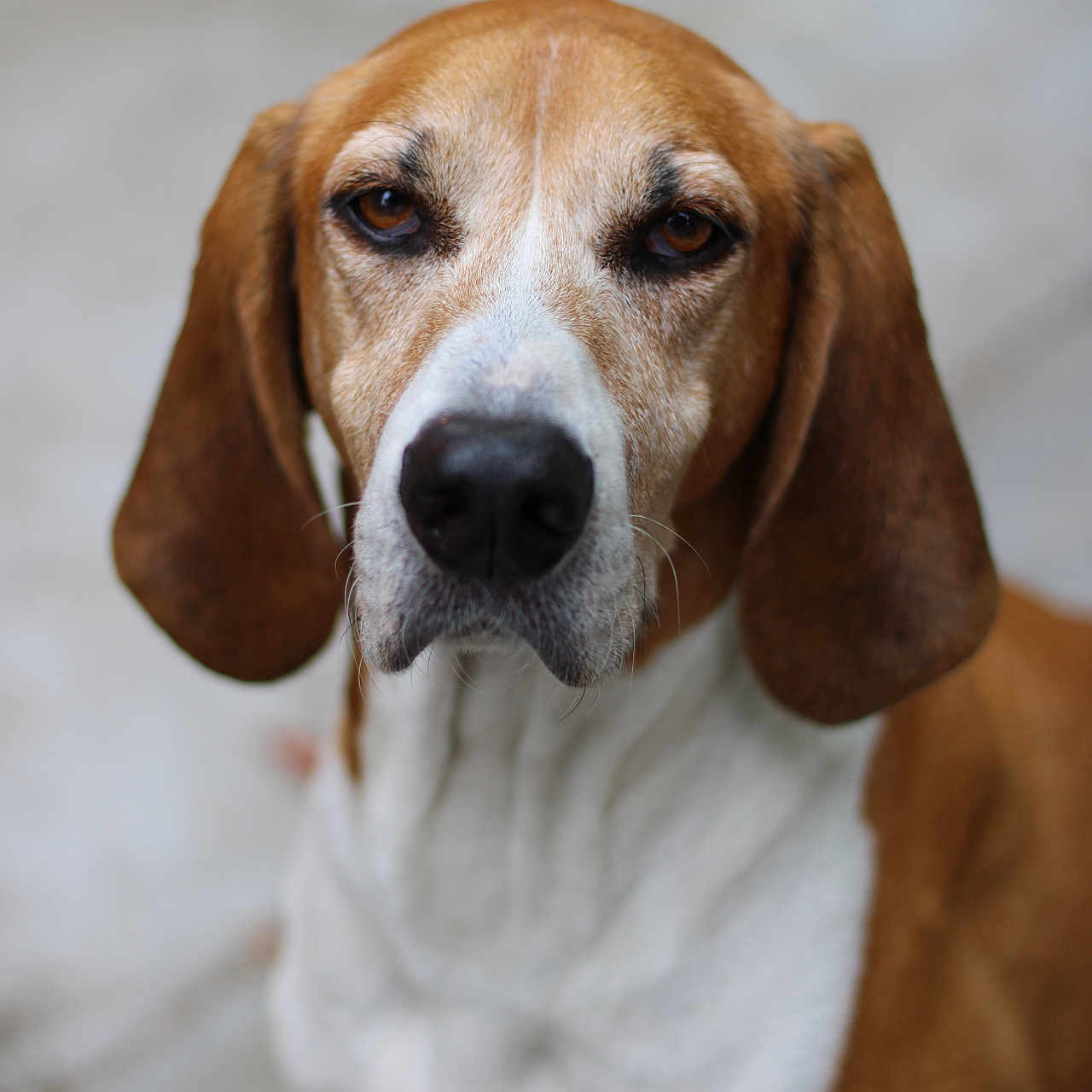 Rocko