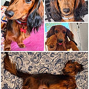 Cooper participe au concours pour gagner de l'argent avec cette photo : dog, dachshund, long_hair, pet, indoor, close_up, portrait, lying_down, bedspread, patterned, tongue_out, collage, brown, black, ears, cute, animal, fur, paw, relaxed