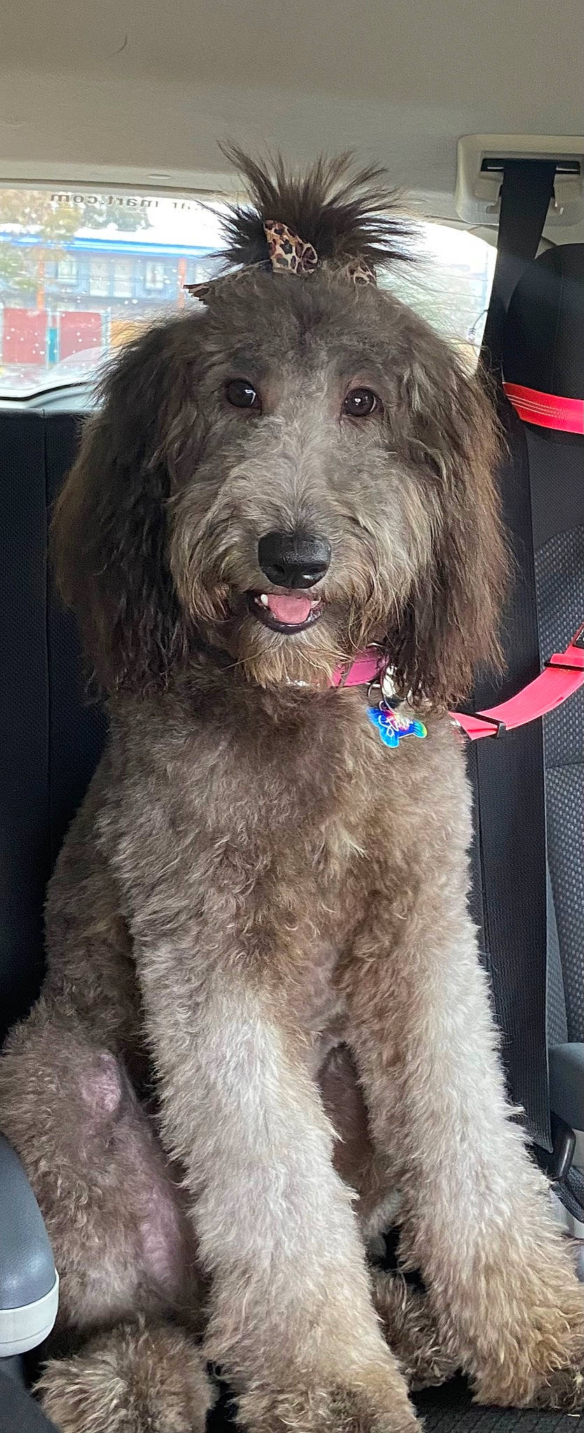 Stella joined the competition — help win amazing prizes! canidae, carnivore, collar, companion_dog, dog, dog_breed, dog_collar, dog_supply, fashion_accessory, fur, goldendoodle, leash, liver, snout, spaniel, sporting_group, terrier, toy_dog, water_dog, working_animal