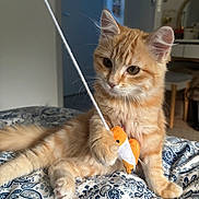 Boogie a rejoint le concours — aidez-le/la à gagner de superbes lots ! kitten, cat, orange_tabby, toy, fish_toy, bedspread, patterned_fabric, indoor, furniture, paw, whiskers, ears, cute, pet, animal, playful, young_cat, domestic_cat, resting, closeup
