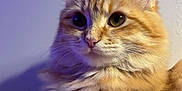 Boogie participe au concours pour gagner de l'argent avec cette photo : cat, orange_tabby, fluffy, fur, whiskers, ears, eyes, nose, portrait, closeup, indoor, pet, feline, relaxed, animal, texture, soft_lighting, wall, floor, resting