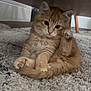 Boogie participe au concours pour gagner de l'argent avec cette photo : cat, kitten, orange_tabby, paw, carpet, fur, whiskers, cute, pet, indoor, wooden_furniture, curious, small, animal, feline, young, sitting, raised_paw, soft_texture, cozy