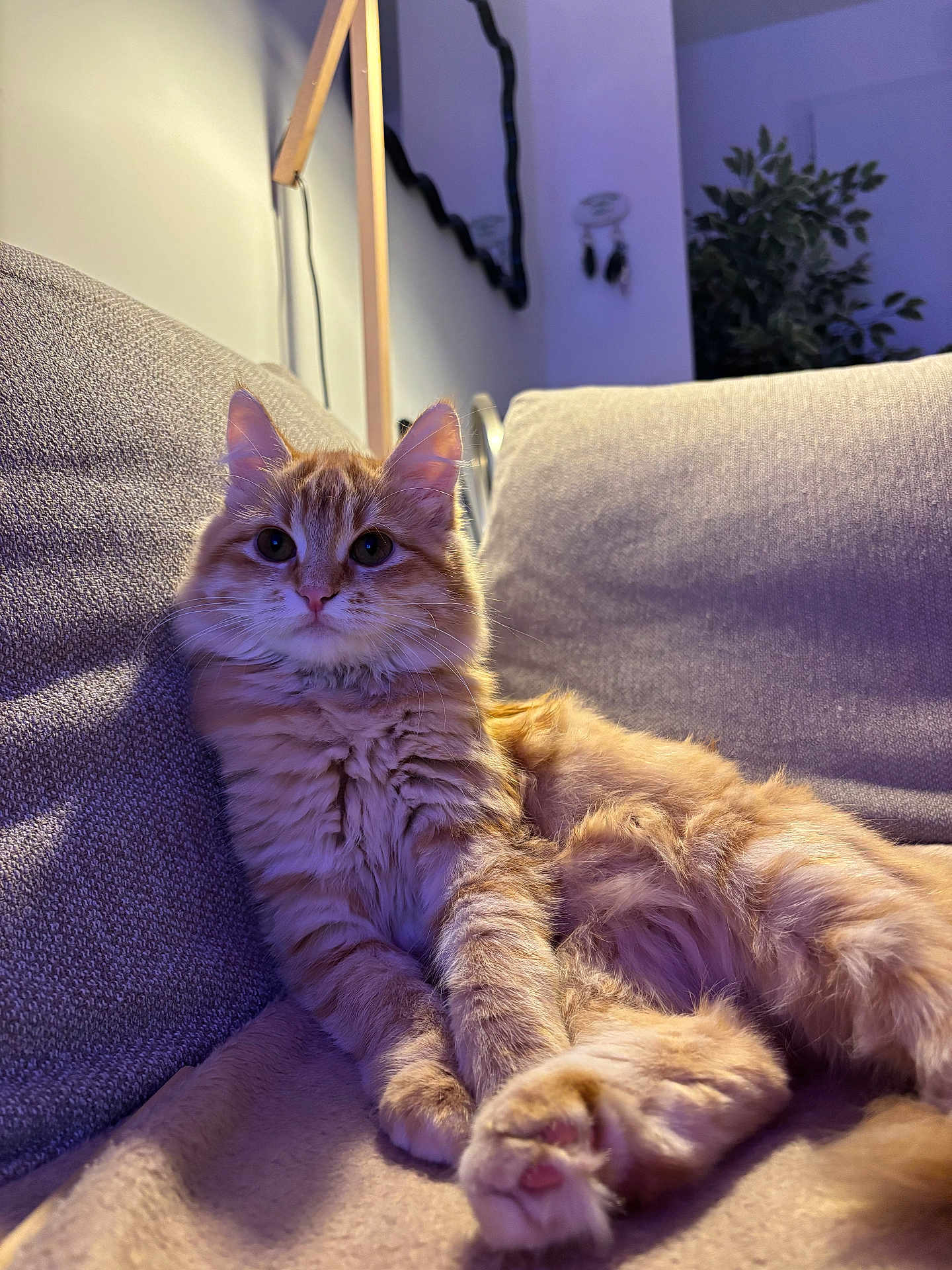 Boogie participe au concours pour gagner de l'argent avec cette photo : cat, orange_tabby, fluffy_fur, couch, indoor, lamp, mirror, plant, relaxed, pet, cozy, furniture, looking_at_camera, whiskers, paws, home, soft_lighting, curious, seated, domestic_animal