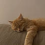 Boogie a rejoint le concours — aidez-le/la à gagner de superbes lots ! cat, sleeping, ginger_cat, feline, pet, indoor, resting, couch, furniture, cozy, relaxed, whiskers, paw, fur, home, animal, cute, peaceful, nap, domestic_cat