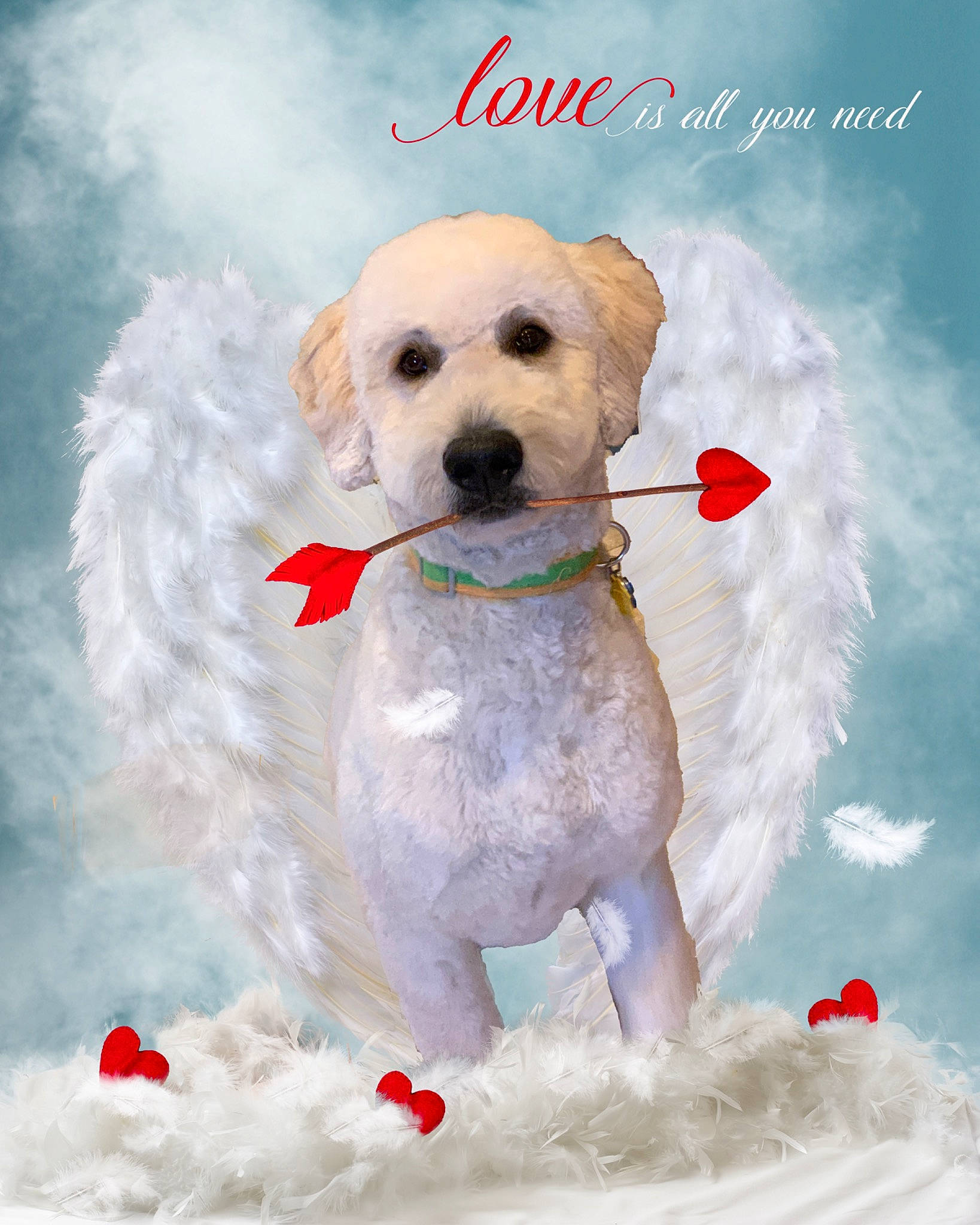 Dexter joined the competition — help win amazing prizes! canidae, carnivore, companion_dog, dog, dog_breed, dog_clothes, dog_supply, event, fawn, font, fur, happy, maltepoo, pet_supply, puppy_love, sporting_group, stuffed_toy, toy, toy_dog, winter