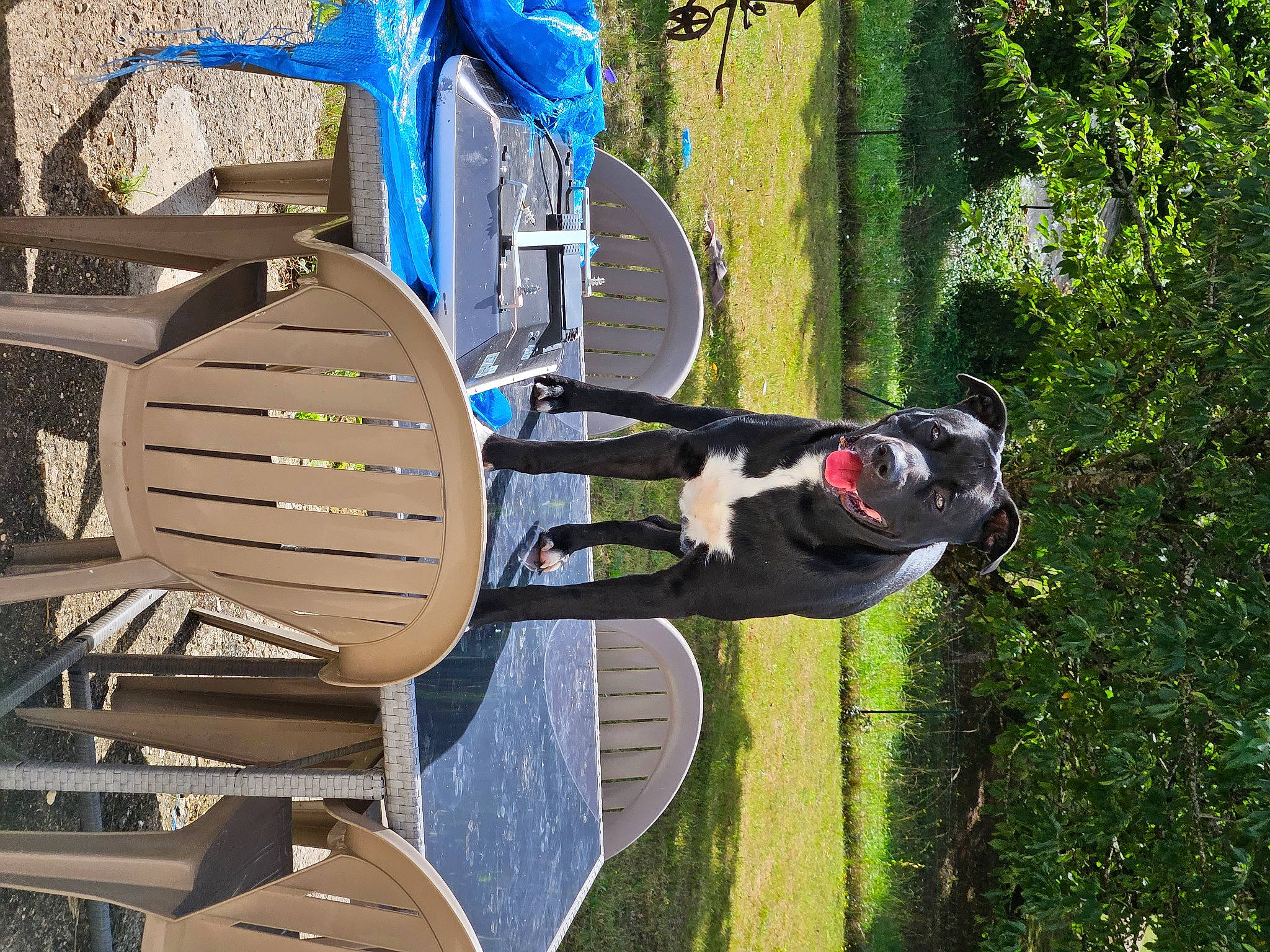 Taïger participe au concours pour gagner de l'argent avec cette photo : art, automotive_exterior, electric_blue, grass, landscape, leisure, machine, motor_vehicle, plant, recreation, tree, vehicle, wood