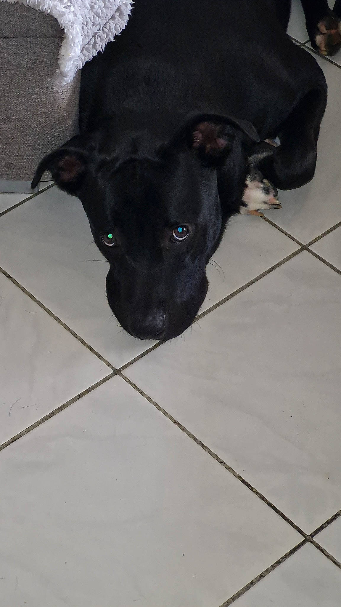 Taïger participe au concours pour gagner de l'argent avec cette photo : borador, carnivore, companion_dog, dog, dog_breed, floor, flooring, fur, guard_dog, non_sporting_group, tail, terrestrial_animal, tile_flooring, whiskers, working_animal