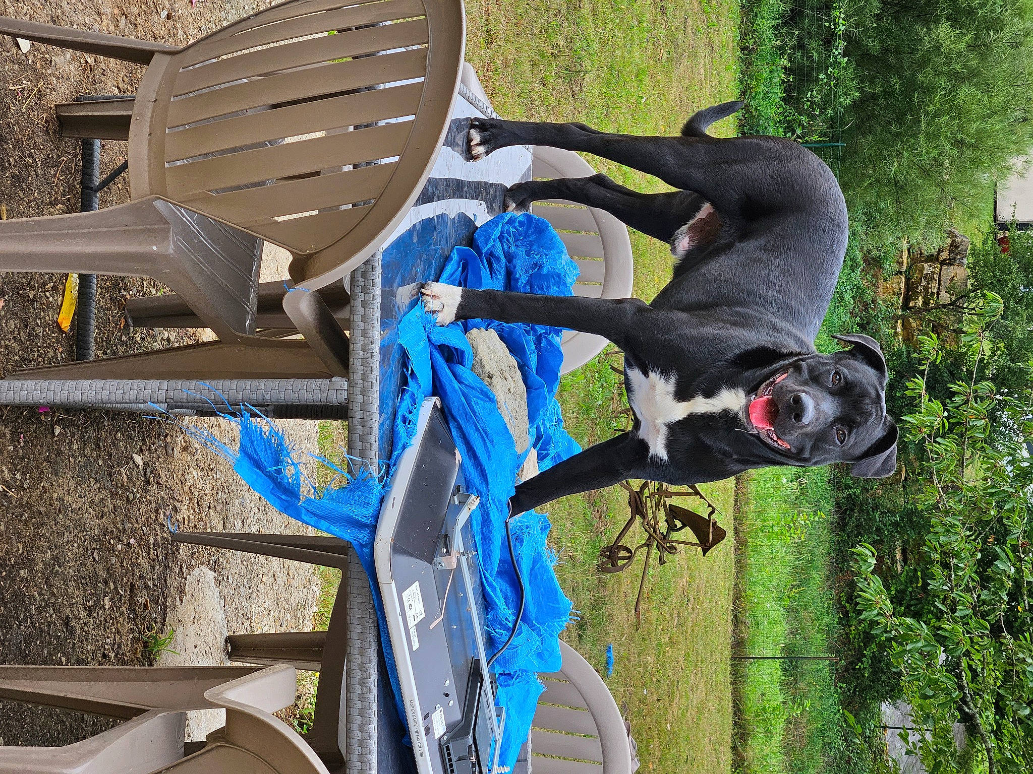 Taïger a rejoint le concours — aidez-le/la à gagner de superbes lots ! auto_part, automotive_tire, bicycle_handlebar, bicycle_saddle, bicycle_tire, bicycle_wheel, carnivore, collar, dog, dog_breed, electric_blue, pet_supply, plant, spoke, sporting_group, tail, tire, tree, vehicle, working_animal