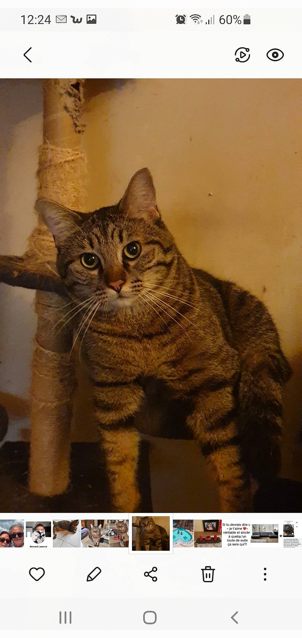 Coffee Et Tigrou participe au concours pour gagner de l'argent avec cette photo : art, carnivore, cat, domestic_short_haired_cat, felidae, font, fur, organism, paw, photo_caption, screenshot, small_to_medium_sized_cats, snapshot, snout, terrestrial_animal, visual_arts, whiskers, window