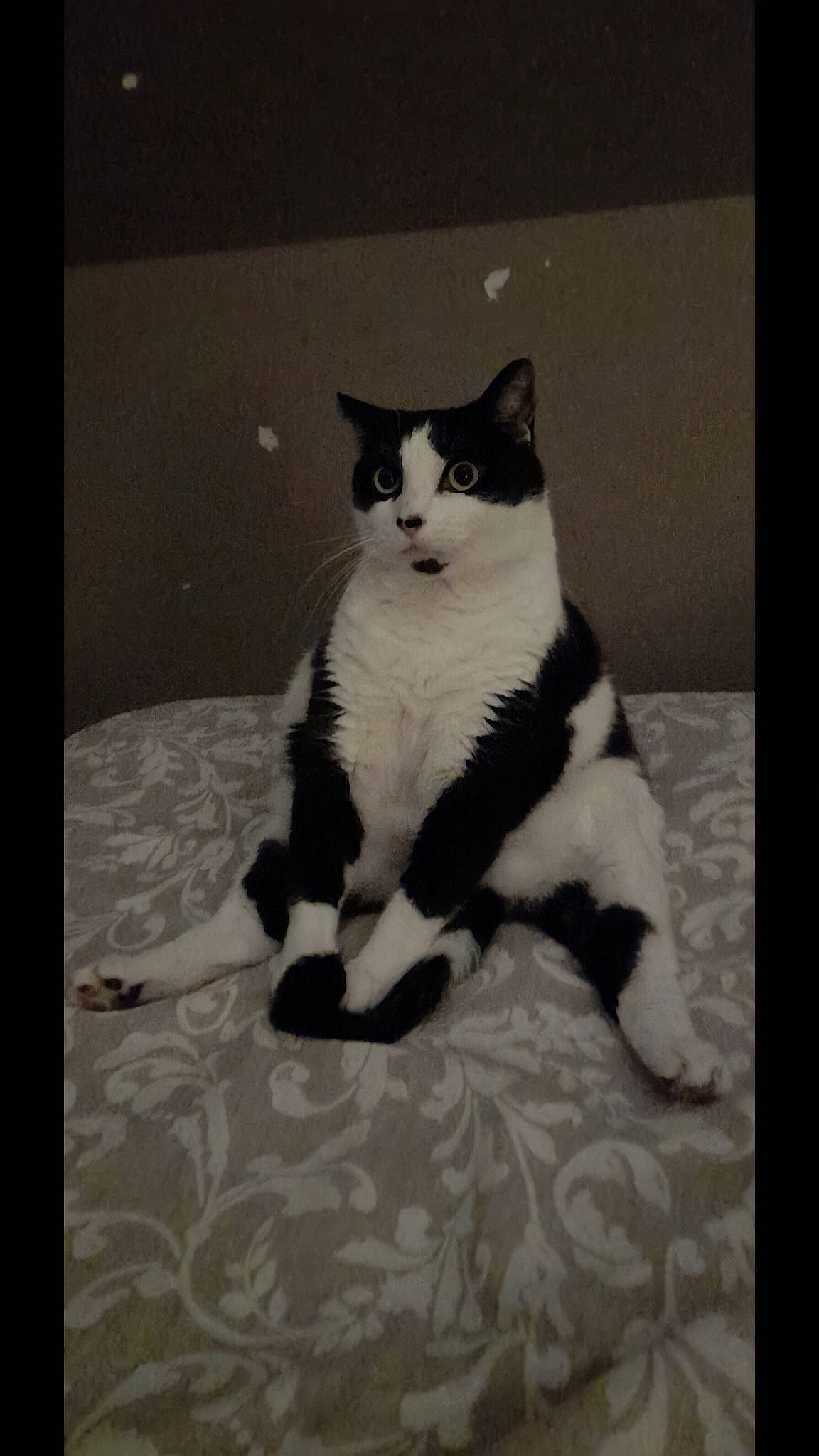 Bonbon participe au concours pour gagner de l'argent avec cette photo : art, carnivore, cat, domestic_short_haired_cat, felidae, flooring, foot, formal_wear, fur, linens, monochrome, monochrome_photography, paw, photo_caption, rectangle, small_to_medium_sized_cats, snout, tail, whiskers, window