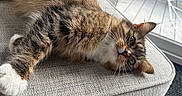 Remi joined the competition — help win amazing prizes! cat, couch, cozy, curious, feline, fur, furniture, gray, green_eyes, home, indoor, patio, paw, pet, relaxing, sunlight, tabby, texture, whiskers, window