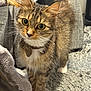 Remi is registered to the contest to win money with this photo: animal, bow_tie, carpet, cat, cat_tree, close_up, curious, cute, domestic_animal, eyes, face, feline, fluffy, fur, indoor, paws, pet, standing, tabby, whiskers