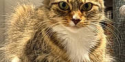 Remi is registered to the contest to win money with this photo: animal, cat, cat_tree, close_up, cute, domestic_cat, feline, fluffy, fur, green_eyes, household, indoor, looking_at_camera, paw, pet, relaxed, resting, soft, tabby, whiskers