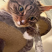 Remi joined the competition — help win amazing prizes! animal, cat, cat_tree, close_up, cozy, curious, cute, feline, fluffy, fur, green_eyes, household, indoor, looking, mammal, paw, pet, resting, tabby, whiskers