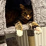 Remi is registered to the contest to win money with this photo: animal, cat, cat_tree, claws, closeup, cozy, cubby, curious, feline, fur, indoor, paw, pet, plush, relaxed, soft, stretching, tabby, toy, whiskers
