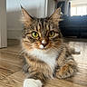 Remi is registered to the contest to win money with this photo: animal, cat, close_up, curious, domestic_cat, ears, feline, fur, green_eyes, home, indoor, laying_down, living_room, pet, portrait, relaxed, tabby_cat, whiskers, white_paw, wooden_floor
