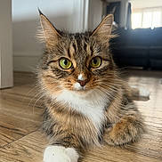 Remi is registered to the contest to win money with this photo: animal, cat, curious, cute, domestic_cat, ears, face, feline, fur, green_eyes, home, indoor, laying_down, pet, portrait, relaxed, tabby, whiskers, white_paw, wooden_floor
