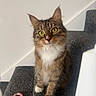 Remi is registered to the contest to win money with this photo: animal, carpet, cat, closeup, curious, cute, domestic_animal, ears, feline, green_eyes, household, indoor, paws, pet, sitting, staircase, tabby, toy, whiskers, white_chest