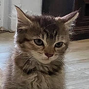 Lucy is registered to the contest to win money with this photo: adorable, animal, cat, cozy, cute, ears, expression, feline, floor, fur, home, indoor, kitten, mammal, pet, portrait, small, tabby, whiskers, young