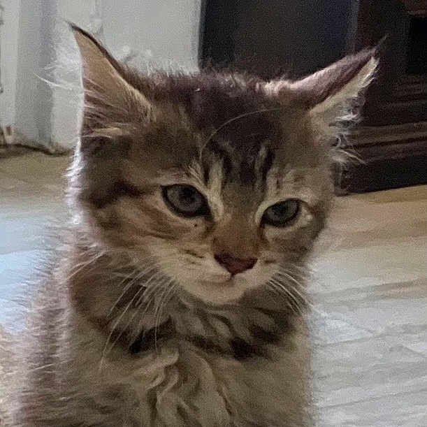 Lucy is registered to the contest to win money with this photo: adorable, animal, cat, cozy, cute, ears, expression, feline, floor, fur, home, indoor, kitten, mammal, pet, portrait, small, tabby, whiskers, young