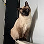 Moon a rejoint le concours — aidez-le/la à gagner de superbes lots ! cat, siamese_cat, indoor, curious, radiator, furniture, plush_toy, black_cabinet, wall, pet, animal, blue_eyes, head_tilt, cute, domestic_cat, whiskers, fur, shadow, sitting, cozy