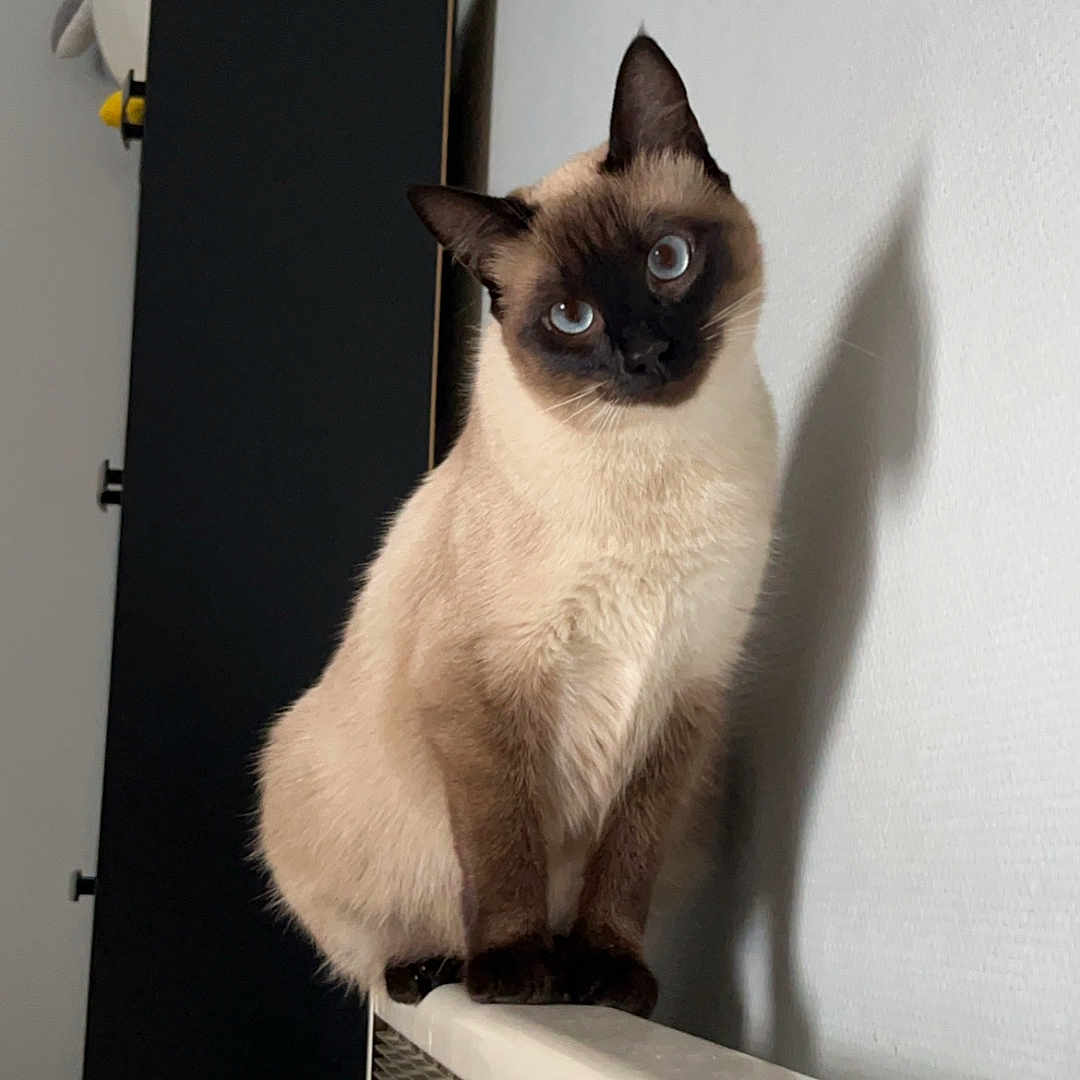 Moon a rejoint le concours — aidez-le/la à gagner de superbes lots ! animal, black_cabinet, blue_eyes, cat, cozy, curious, cute, domestic_cat, fur, furniture, head_tilt, indoor, pet, plush_toy, radiator, shadow, siamese_cat, sitting, wall, whiskers