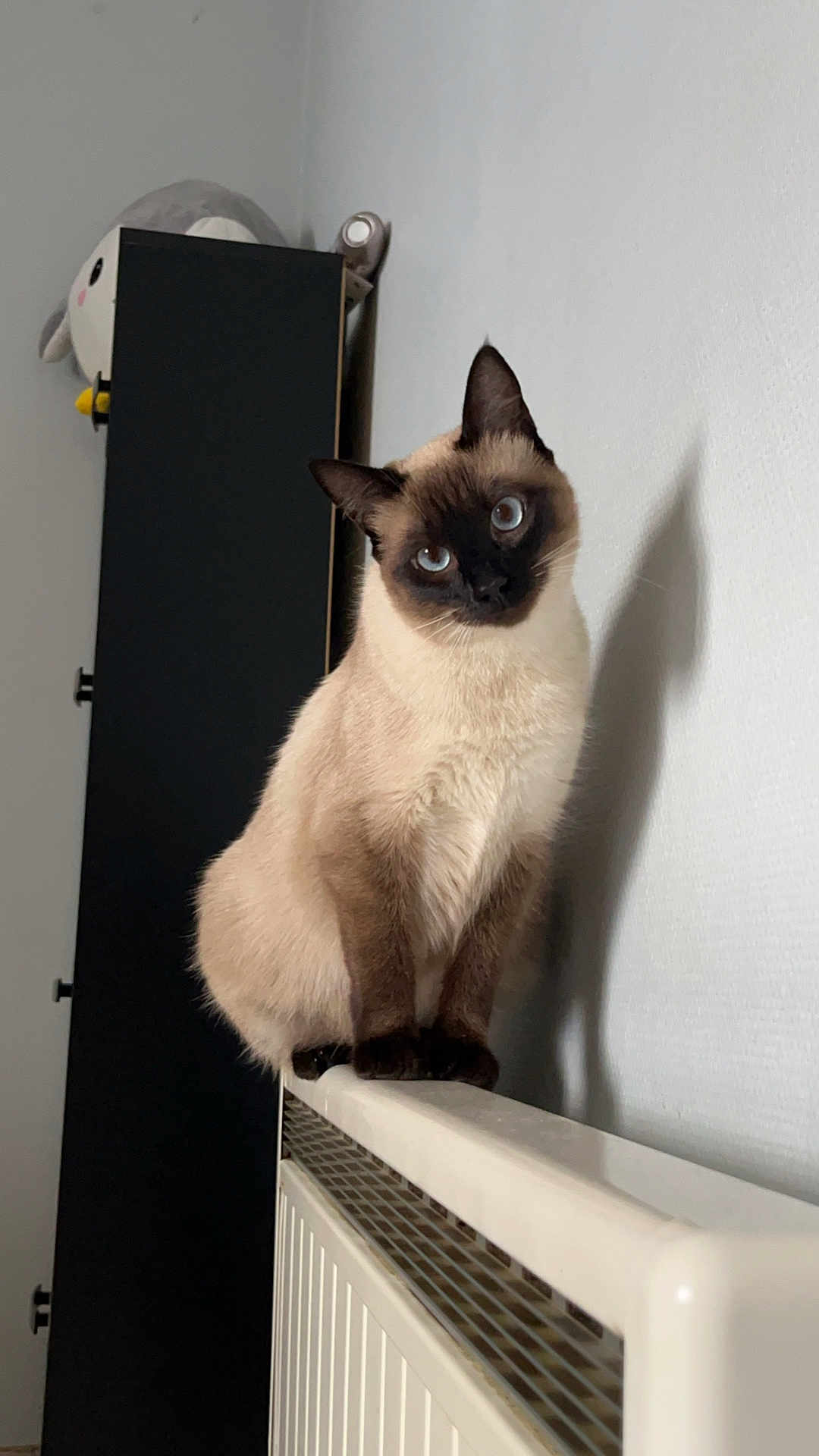 Moon a rejoint le concours — aidez-le/la à gagner de superbes lots ! cat, siamese_cat, indoor, curious, radiator, furniture, plush_toy, black_cabinet, wall, pet, animal, blue_eyes, head_tilt, cute, domestic_cat, whiskers, fur, shadow, sitting, cozy