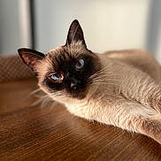 Moon a rejoint le concours — aidez-le/la à gagner de superbes lots ! cat, siamese_cat, blue_eyes, fur, whiskers, relaxed, close_up, wooden_surface, indoor, pet, animal, portrait, laying_down, focus, soft_light, domestic_cat, whiskers_visible, brown, cream, cute