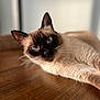 cat, siamese_cat, blue_eyes, fur, whiskers, relaxed, close_up, wooden_surface, indoor, pet, animal, portrait, laying_down, focus, soft_light, domestic_cat, whiskers_visible, brown, cream, cute