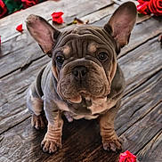 Luxury Velour is registered to the contest to win money with this photo: adorable, animal, brown, close_up, cute, dog, ears, french_bulldog, fur, gray, looking_at_camera, outdoor, pet, puppy, rose_petals, roses, sitting, wooden_surface, wrinkles, young_dog
