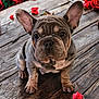 adorable, animal, brown, close_up, cute, dog, ears, french_bulldog, fur, gray, looking_at_camera, outdoor, pet, puppy, rose_petals, roses, sitting, wooden_surface, wrinkles, young_dog