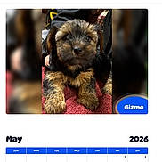 Gizmo is registered to the contest to win money with this photo: 2026, black_fur, blurred_background, brown_fur, button_bar, calendar, close_up, dog, gizmo, header, logo, may, mobile_ui, pawidols, pet, portrait, puppy, screenshot, towel, website