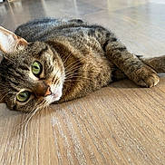 Dhoven a rejoint le concours — aidez-le/la à gagner de superbes lots ! abyssinian, animal, cat, hardwood, indoors, interiordesign, kitten, manx, pet, plywood, stainedwood, wood