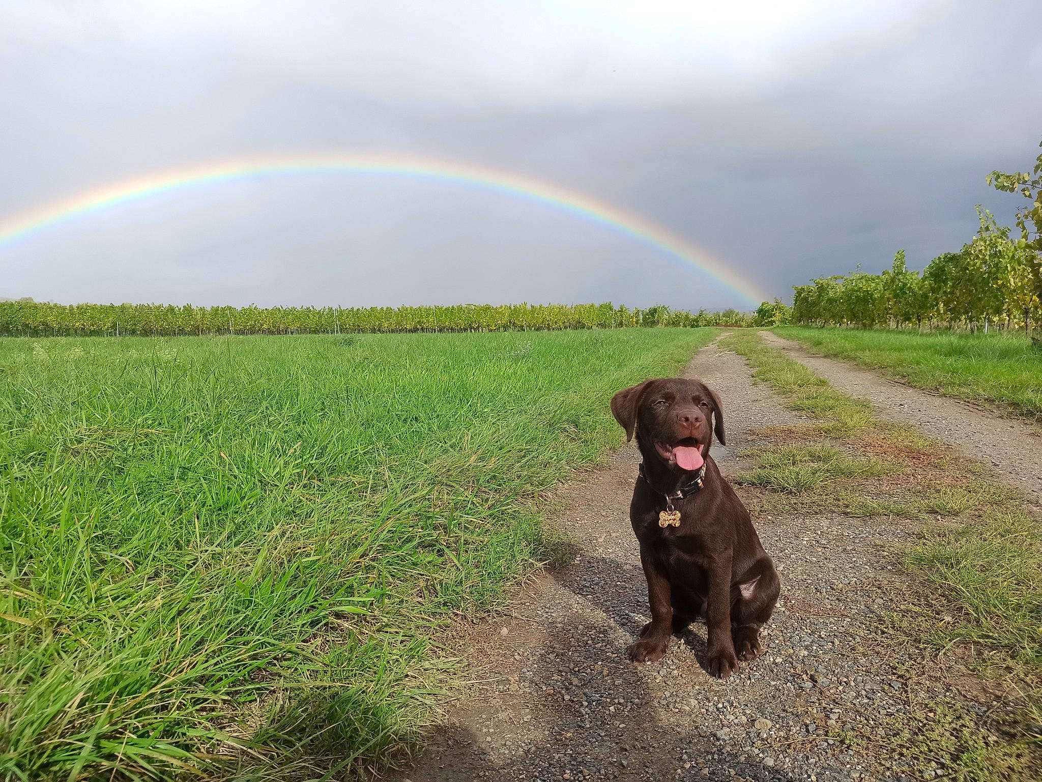 Havane a rejoint le concours — aidez-le/la à gagner de superbes lots ! agriculture, carnivore, cloud, companion_dog, dog, dog_breed, fawn, field, grass, grassland, landscape, leash, liver, natural_landscape, people_in_nature, plant, rainbow, sky, tree, working_animal