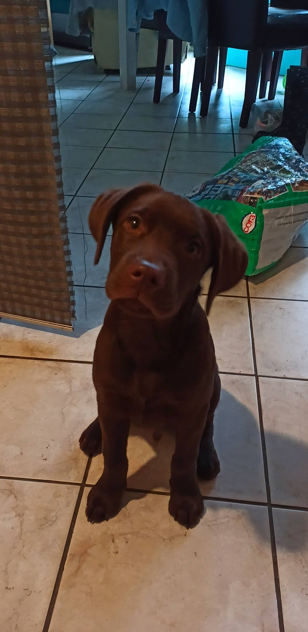 Havane participe au concours pour gagner de l'argent avec cette photo : canidae, carnivore, companion_dog, dog, dog_breed, dog_collar, door_mat, durango_boot, fawn, flooring, fur, guard_dog, gun_dog, hardwood, leash, liver, sculpture, sporting_group, wood, working_animal