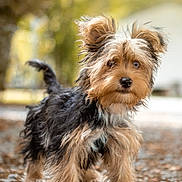 Eros participe au concours pour gagner de l'argent avec cette photo : dog, puppy, small_dog, fluffy, fur, outdoor, gravel, path, nature, curious, alert, ears, tail, brown, black, white, portrait, cute, animal, pet