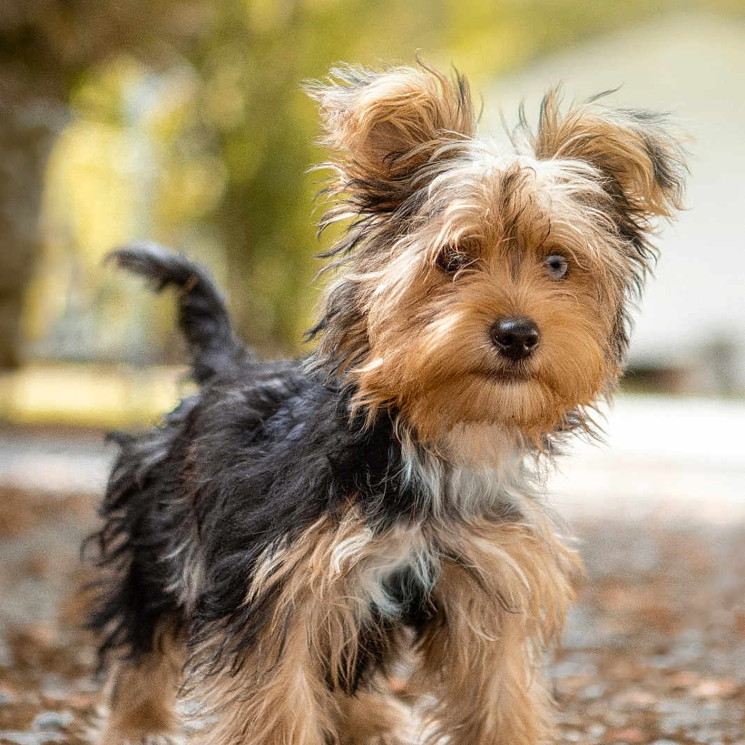 Eros participe au concours pour gagner de l'argent avec cette photo : dog, puppy, small_dog, fluffy, fur, outdoor, gravel, path, nature, curious, alert, ears, tail, brown, black, white, portrait, cute, animal, pet