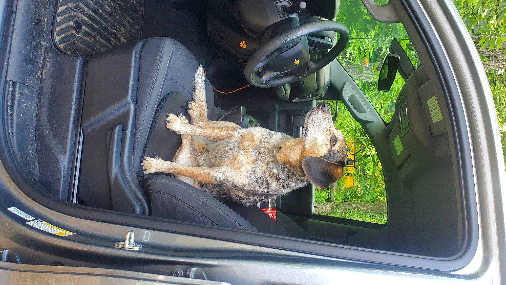 Brutus is registered to the contest to win money with this photo: auto_part, automotive_design, automotive_exterior, automotive_mirror, automotive_tire, car, car_seat, car_seat_cover, carnivore, dog, family_car, hood, mode_of_transport, motor_vehicle, personal_luxury_car, plant, steering_wheel, vehicle, vehicle_door, windshield