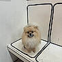 Latte is registered to the contest to win money with this photo: animal, bench, black_outlines, cute, dog, eyes, floor, fluffy, fur, indoor, minimalist, nose, pet, pomeranian, portrait, seat, sitting, small_dog, wall, white